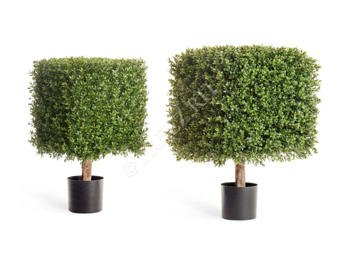 Самшит квадрат уличный на каркасе фото