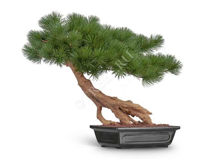 Бонсай стелющийся Сосна Японская белая Негиши в керамическом кашпо фото