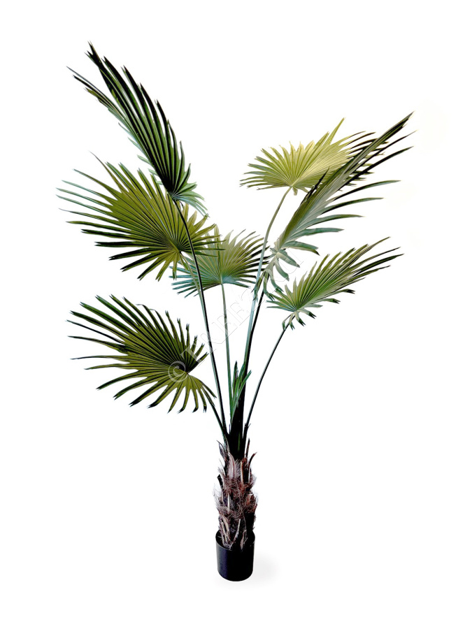 Пальма Вашингтония Прайм фото