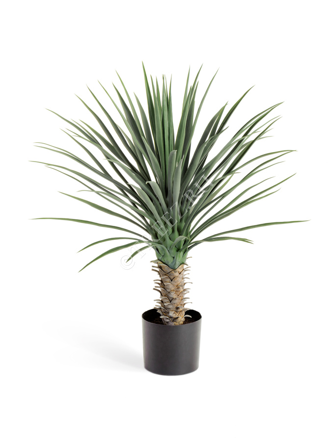 Юкка Рострата куст фото