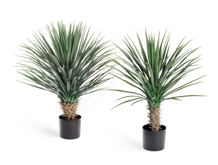 Юкка Рострата куст фото