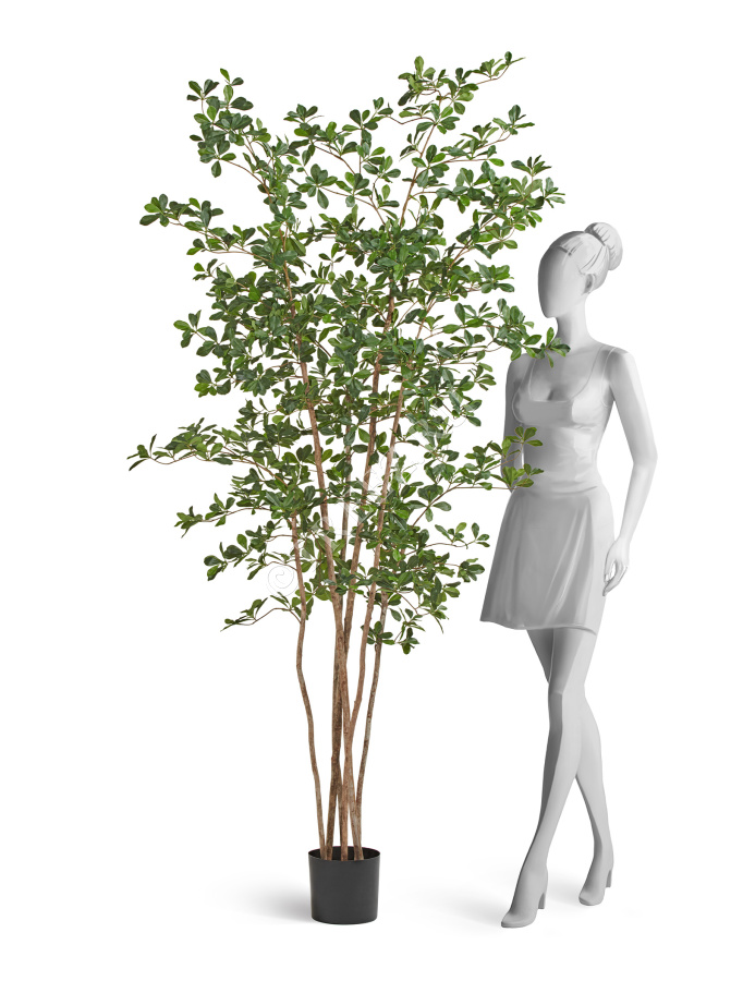 Лесная чёрная олива Ориентал фото