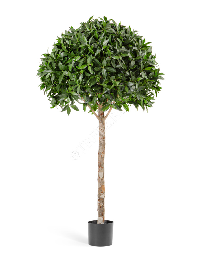 Лавр шар Максима в-170 см, д-90 фото