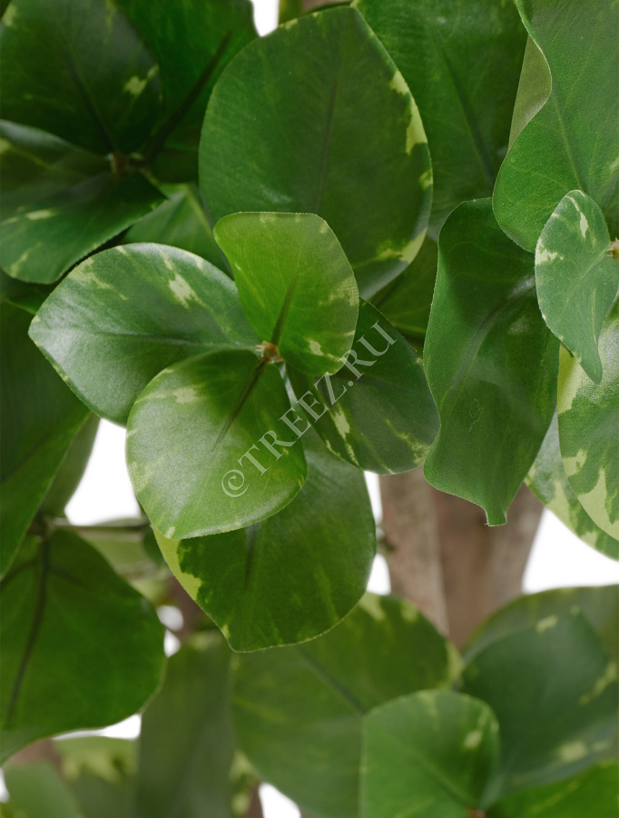 Клузия древовидная фото