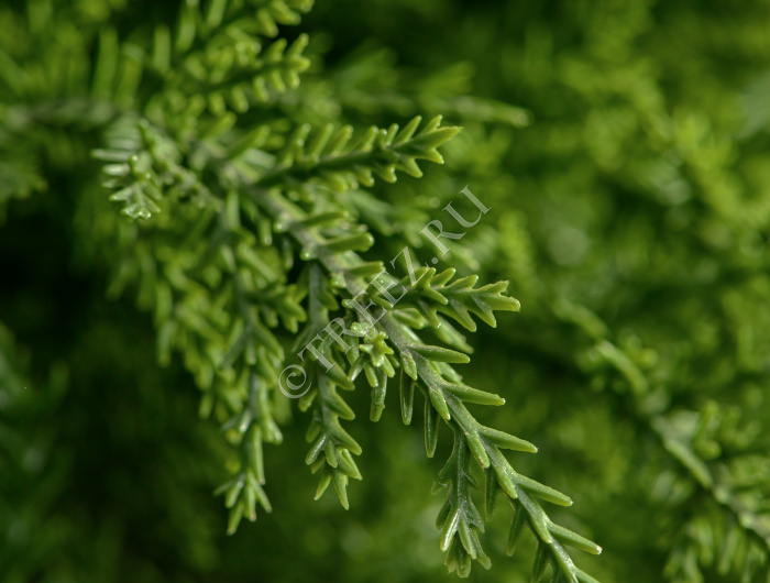 Кипарис Тауэр уличный фото