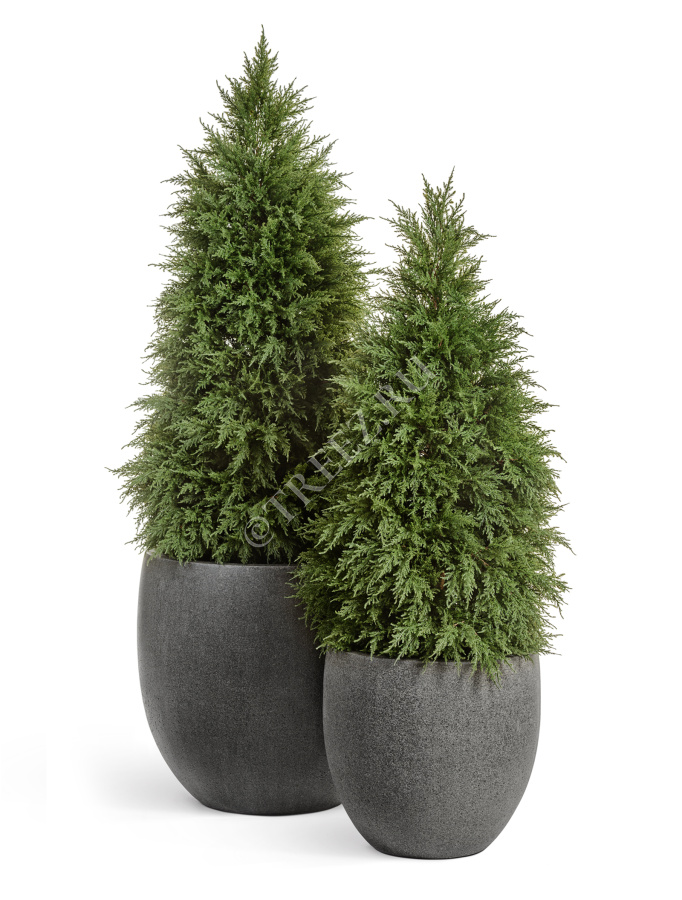 Кипарис Тауэр уличный фото