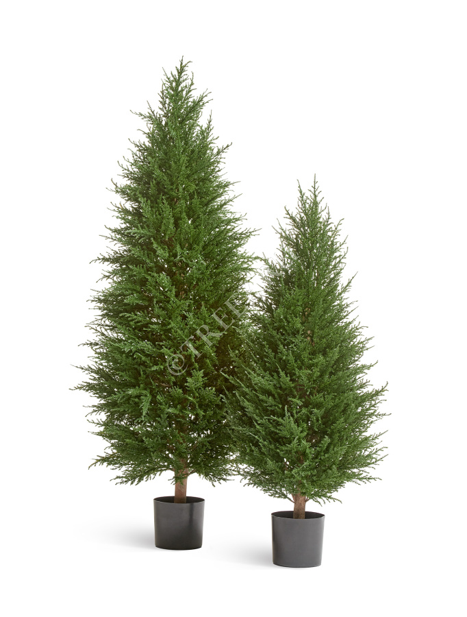 Кипарис Тауэр Элегант уличный фото