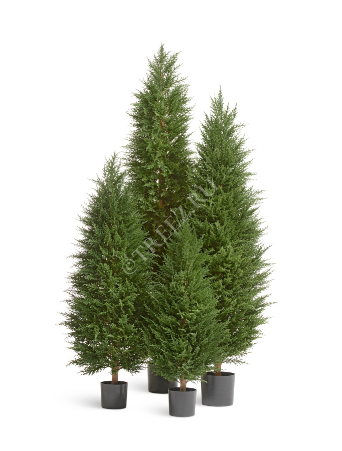 Кипарис Тауэр Элегант уличный фото