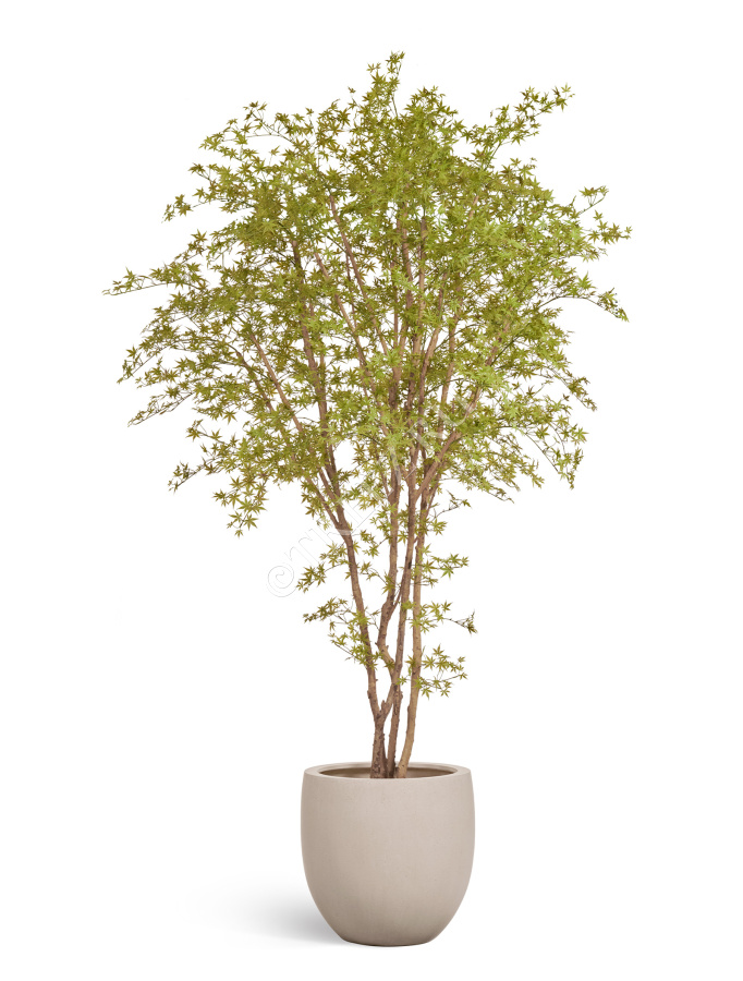 Гигантский Японский клён Баттерфляй фото