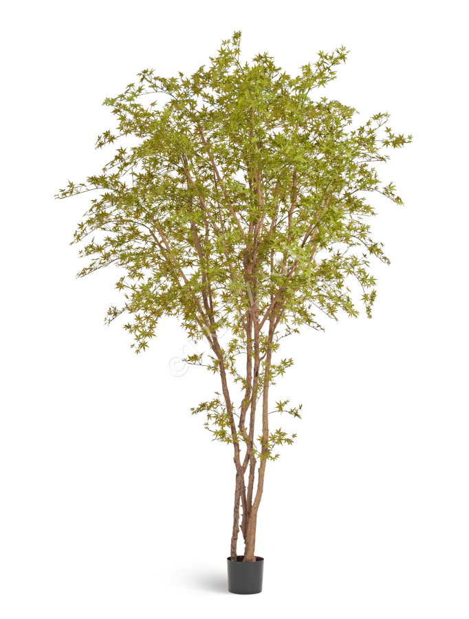 Гигантский Японский клён Баттерфляй фото