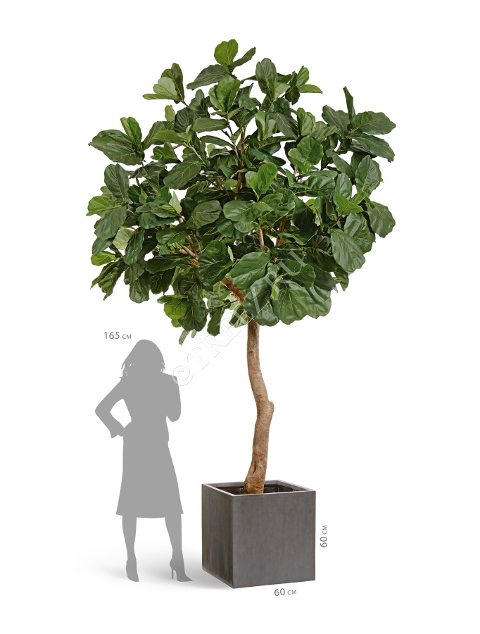 Гигантский фикус Лирата штамбовый фото