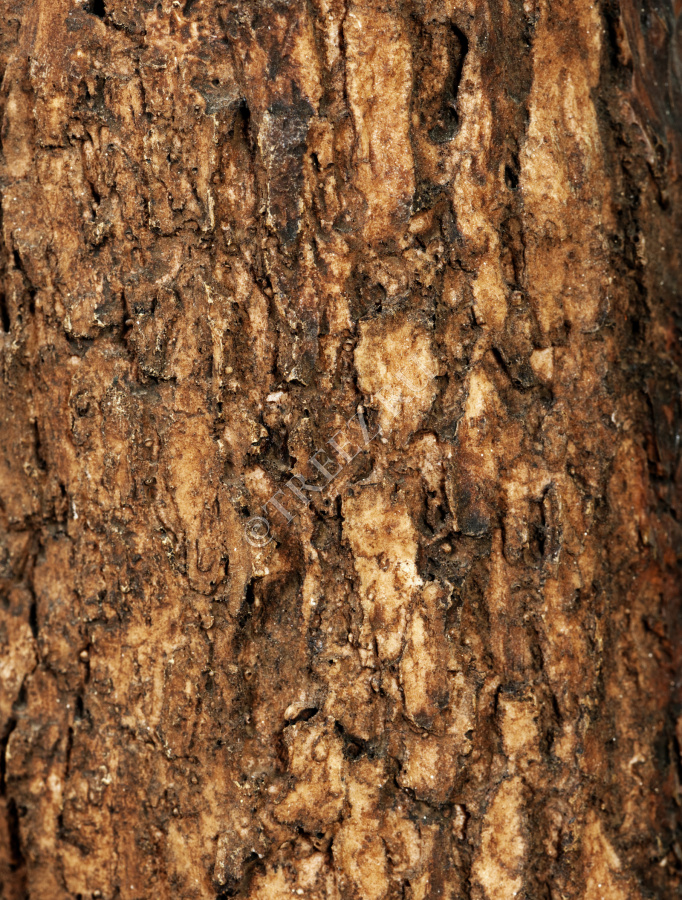 Лонгифолия Роял Кабана на толстом стволе фото