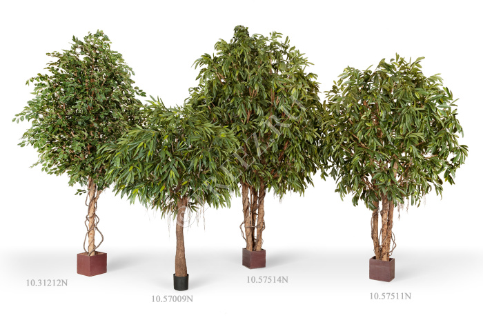 Лонгифолия Роял Кабана на толстом стволе фото