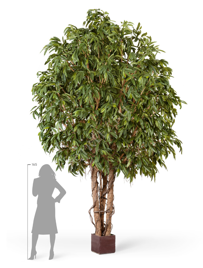 Лонгифолия широколистная Гигантская фото