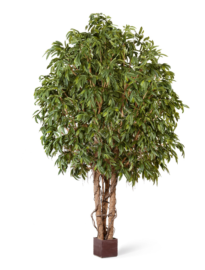 Лонгифолия широколистная Гигантская фото