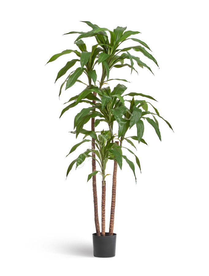 Драцена Джанет Крейг зелёная фото