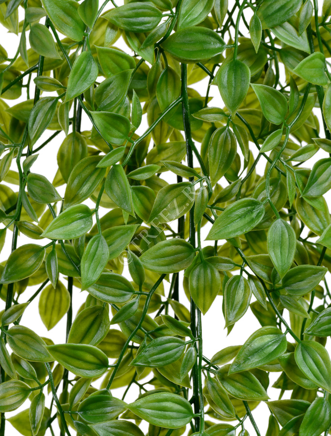 Традесканция зелёная фото