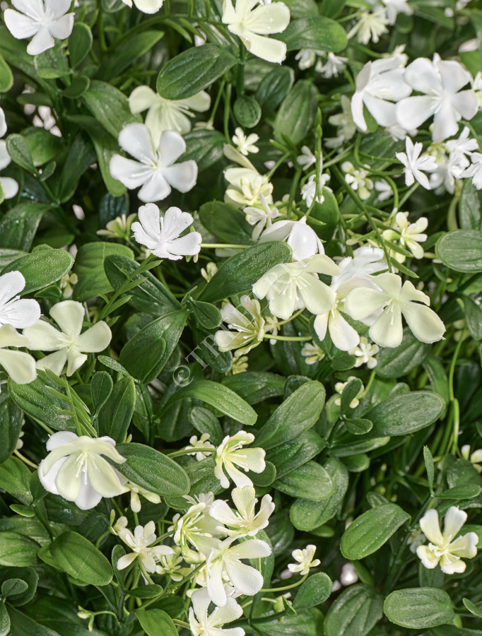 Альпийское разнотравье с белыми цветами (3 размера) фото