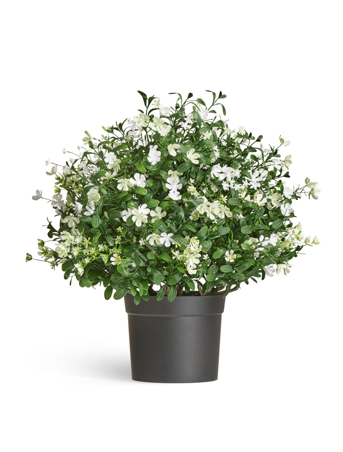 Альпийское разнотравье с белыми цветами (3 размера) фото