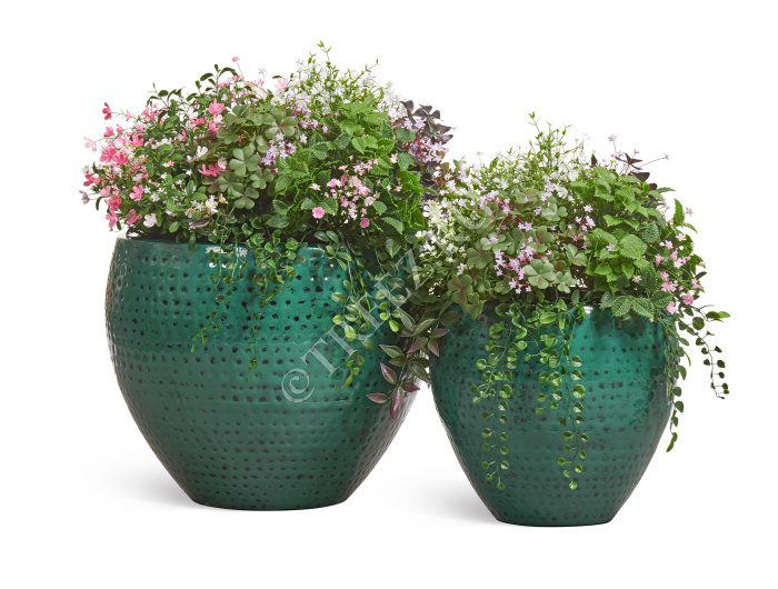 Цветущее разнотравье куст фото