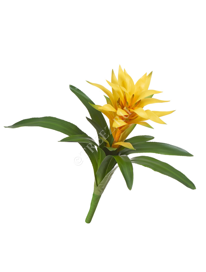 Гусмания желтая большая фото