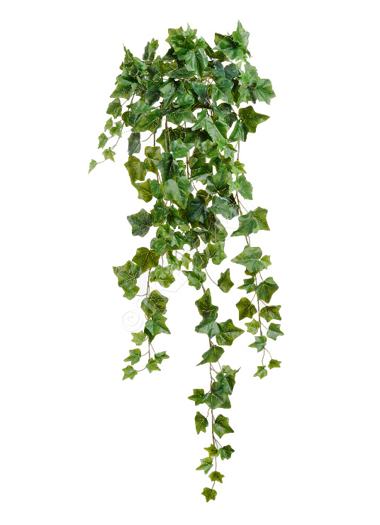 Английский плющ Олд Тэмпл зелёный фото