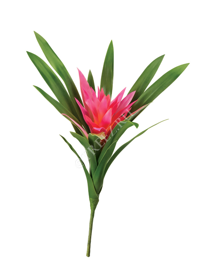 Гусмания Элегант тёмно-розовая фото