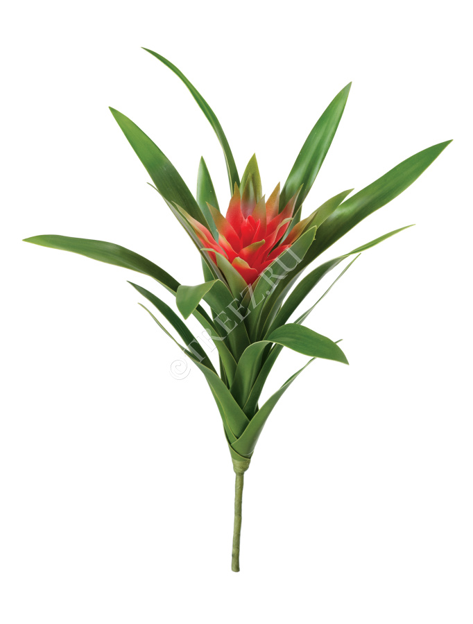 Гусмания Элегант красная фото