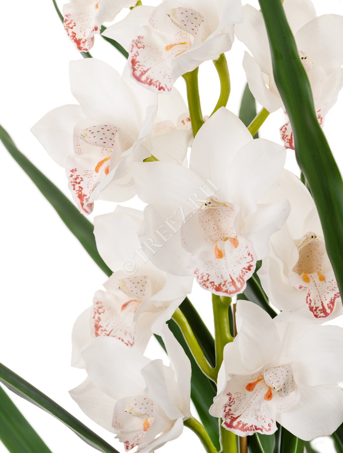 Орхидея Цимбидиум куст белый 3 ветки с имитацией земли (без кашпо) фото