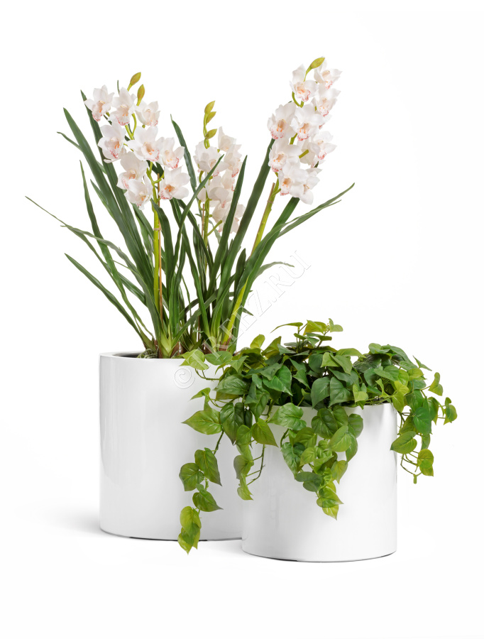 Орхидея Цимбидиум куст белый 3 ветки с имитацией земли (без кашпо) фото