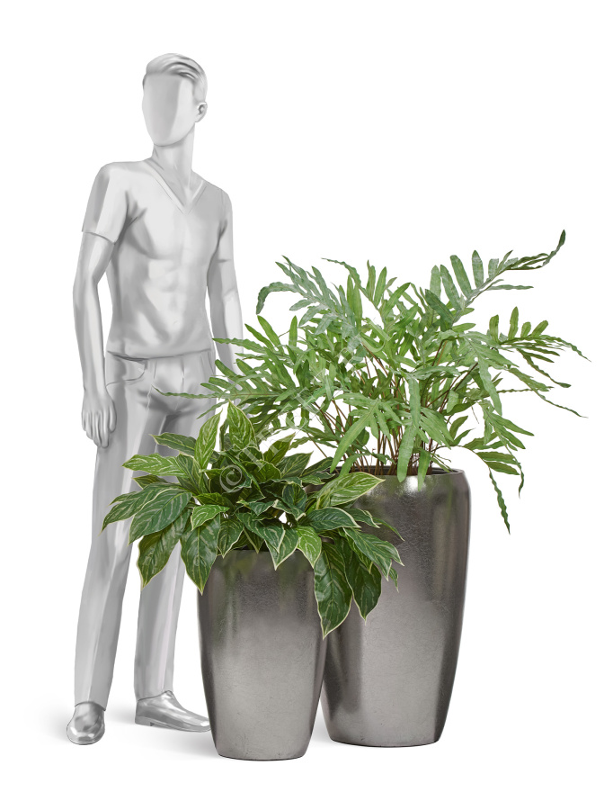 Папоротник Рэббит Фут в керамическом кашпо фото