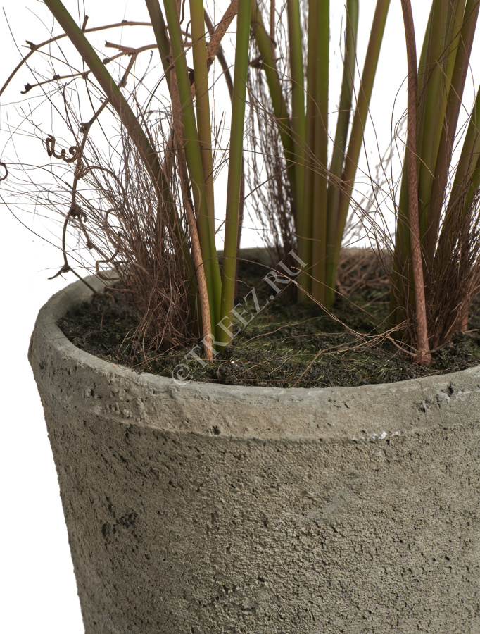 Папоротник Рэббит Фут в керамическом кашпо фото