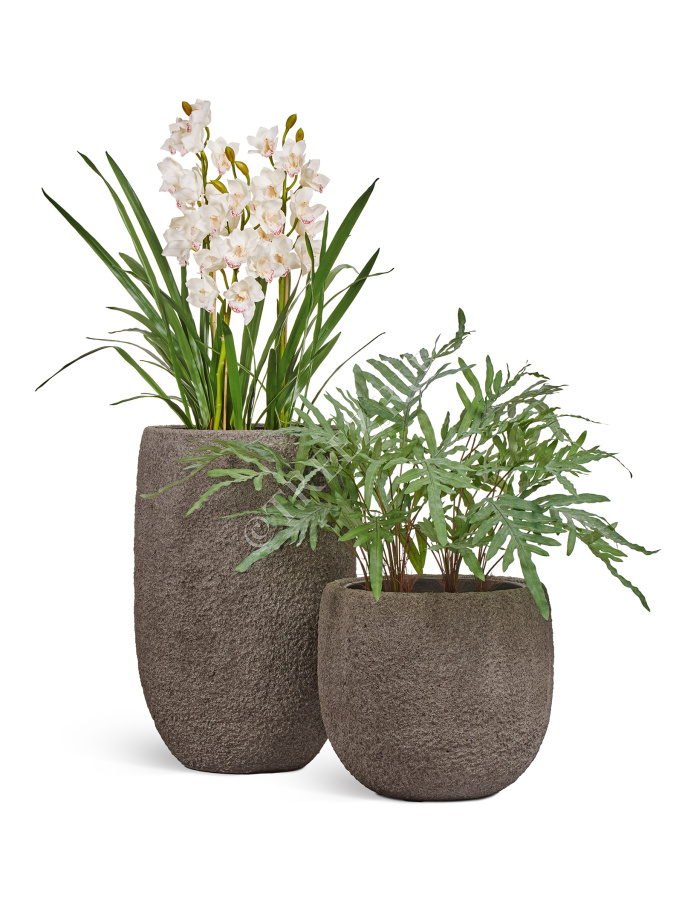 Папоротник Рэббит Фут в керамическом кашпо фото