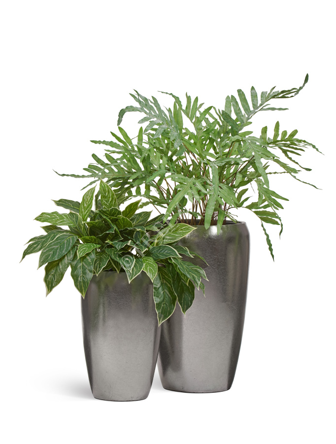 Папоротник Рэббит Фут в керамическом кашпо фото