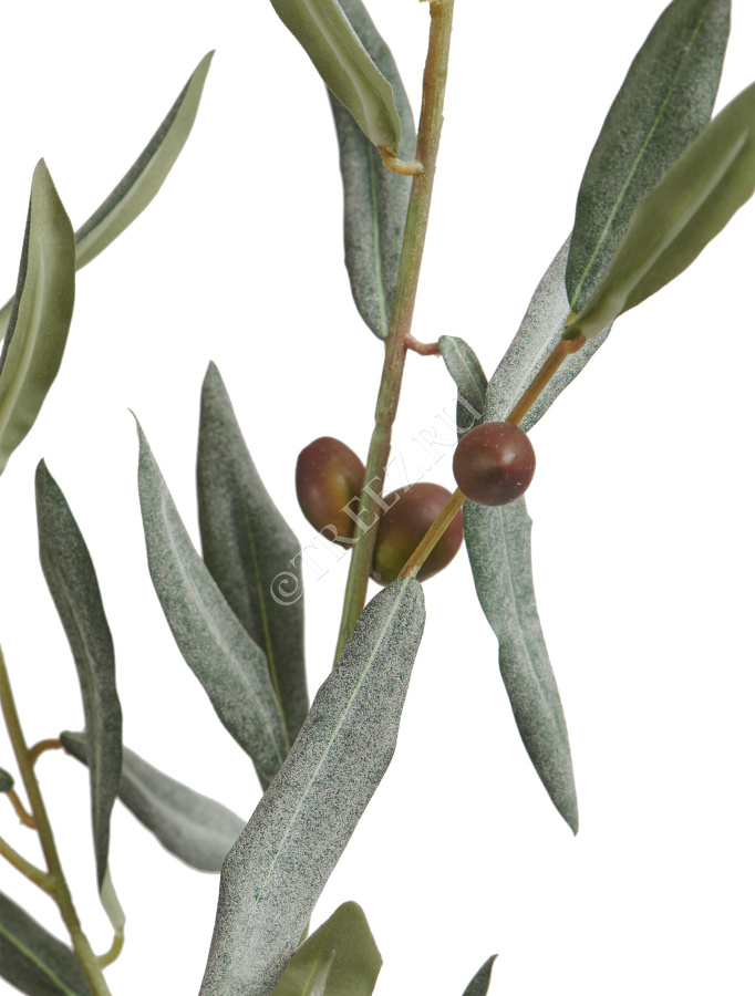 Ветвь оливы интерьерная с плодами (серия Prime) фото