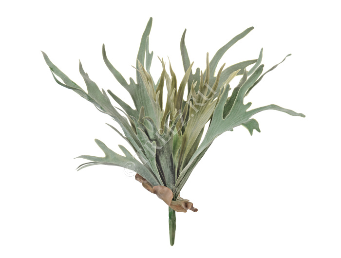 Папоротник Стегхорн (Оленьи рога) большой куст фото