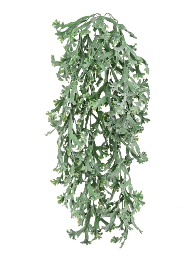 Стегхорн Хилии (Оленьи рога) куст ампельный фото