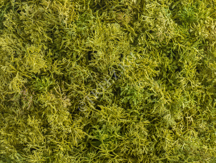 Мох Ягель светло-зелёный микс (коврик) фото