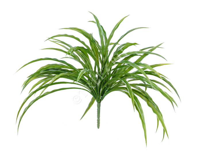 Трава Ванилла Грасс бело-зелёная фото