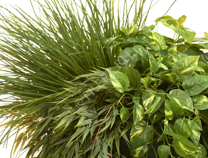 Трава Оньон куст средний фото