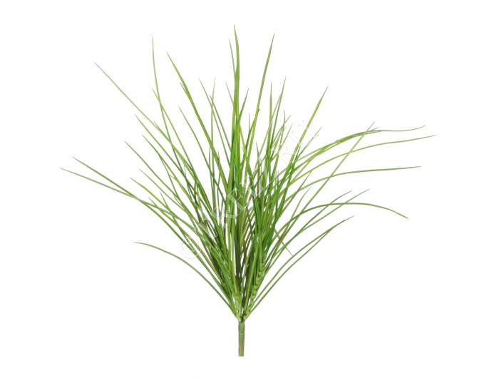 Трава Оньон куст малый фото