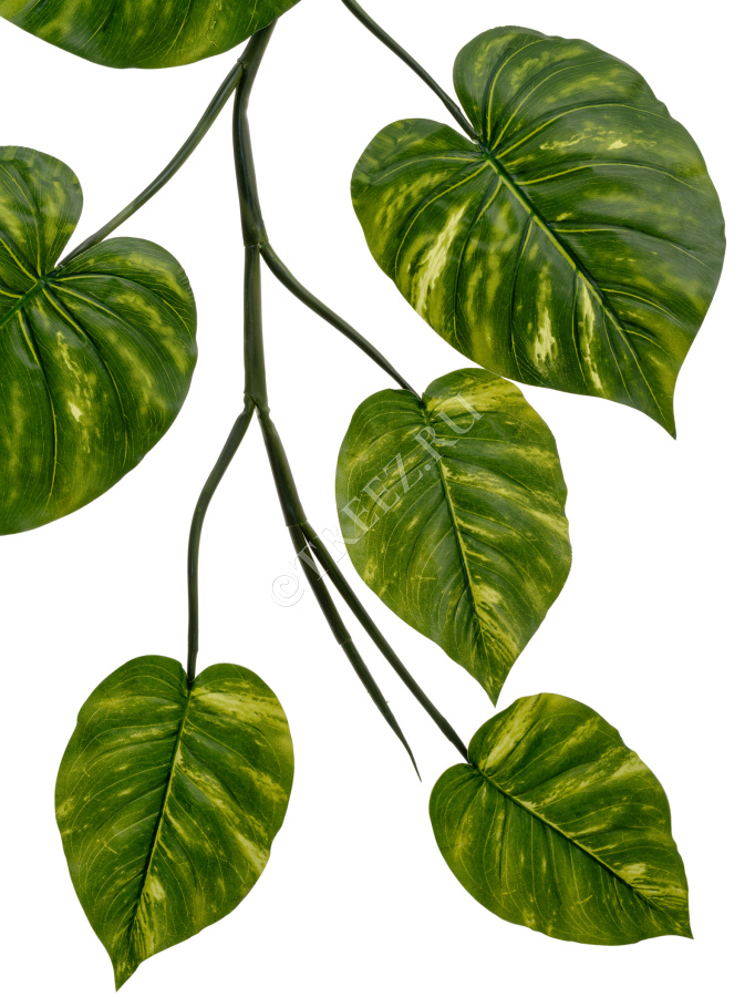 Потос Giant лиана фото