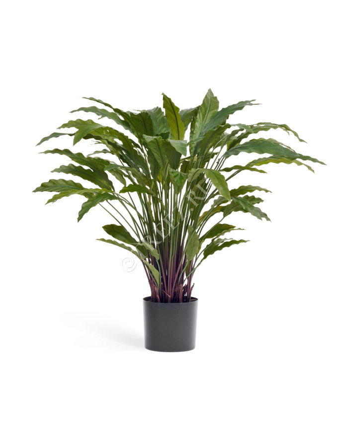 Калатея в горшке фото