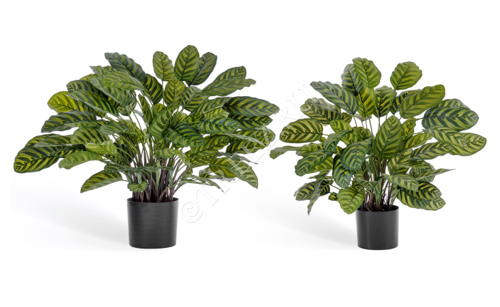 Калатея крупнолистная в горшке фото