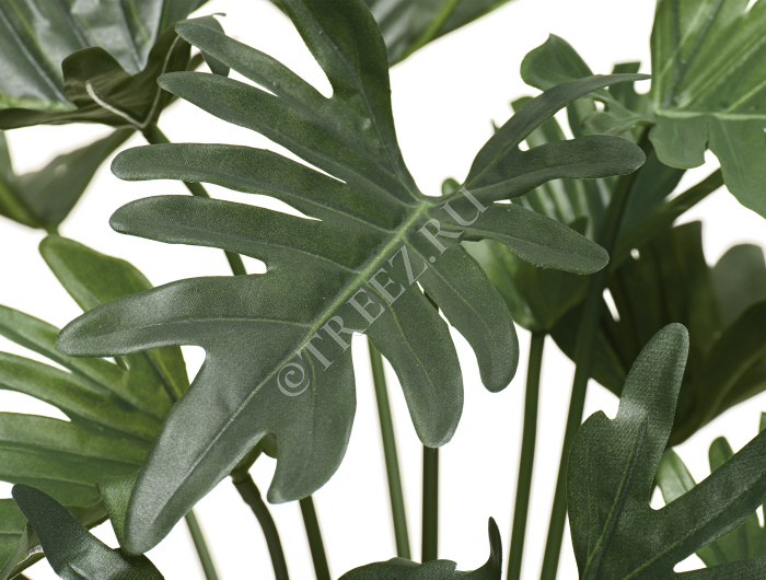 Филодендрон Ксанаду Литл куст фото