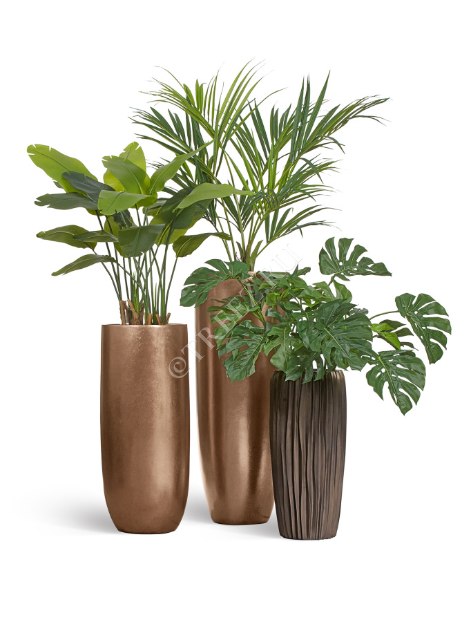 Монстера куст фото