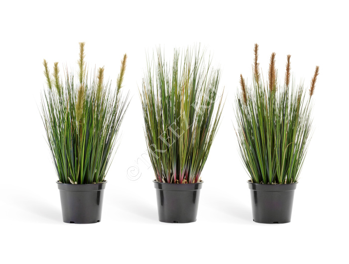 Трава Осока куст без султанов фото