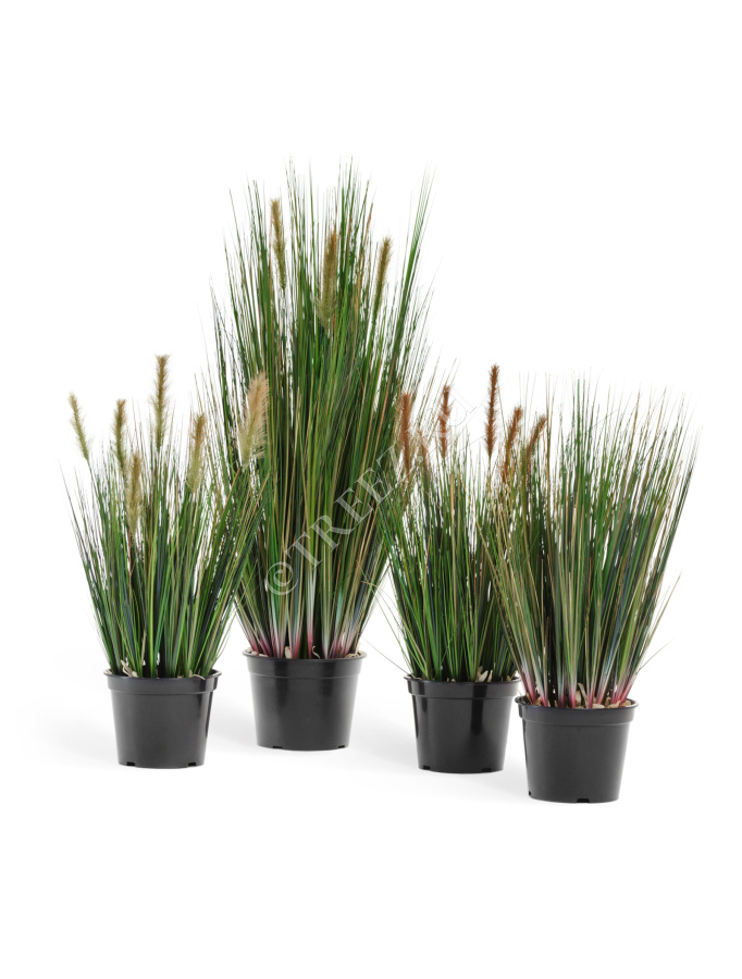 Трава Осока куст без султанов фото