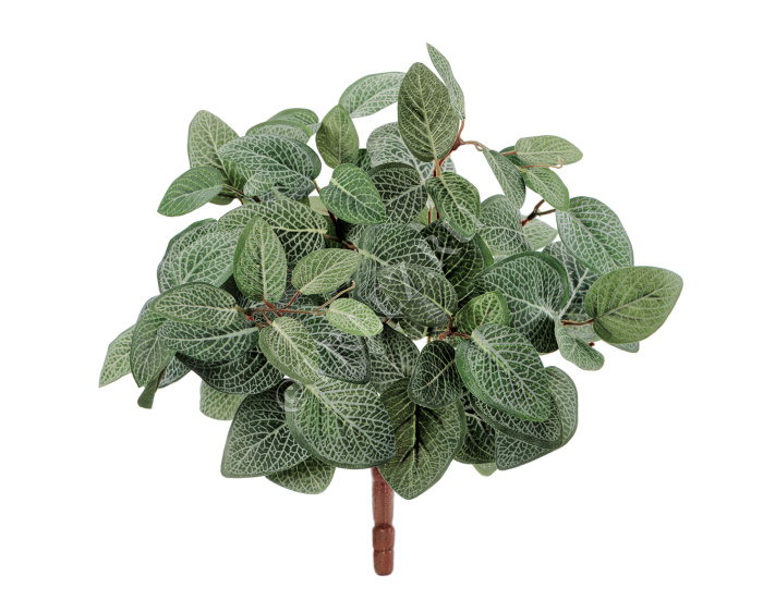 Тини Фиттония Сноу фото