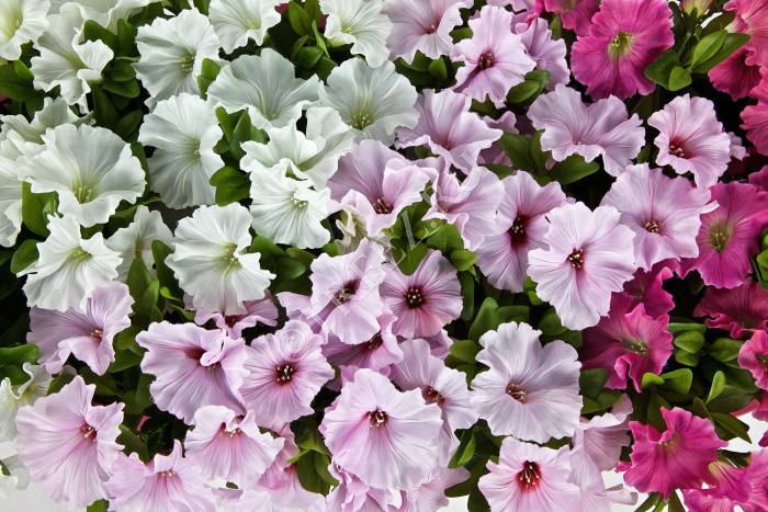 Петуния куст ярко-сиреневый фото